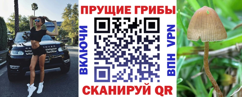 купить наркотики цена  Высоцк  Галлюциногенные грибы GOLDEN TEACHER 